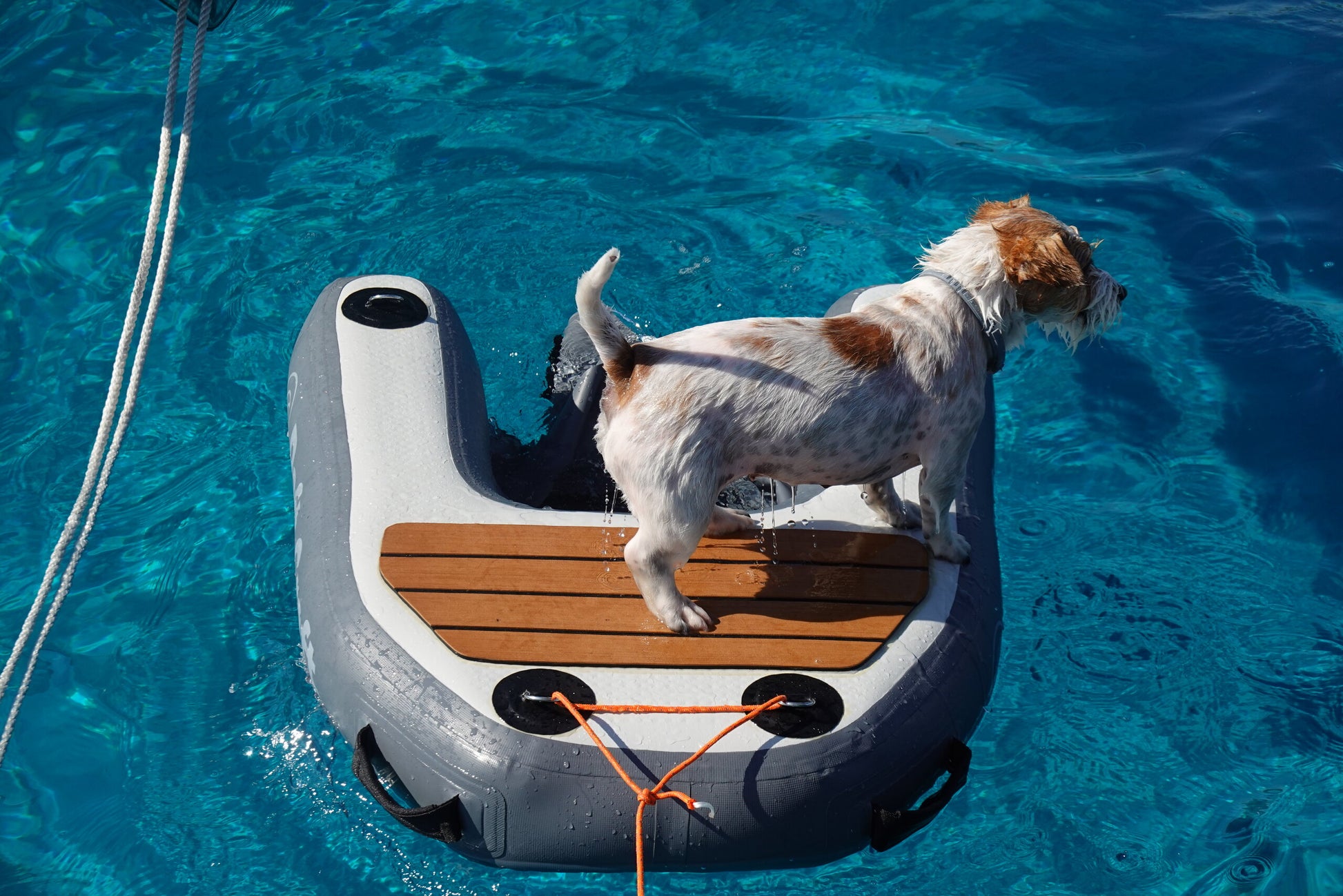 A terrier climbing out of the sea onto the teak-effect tread panel of the RCD101 dog ramp
