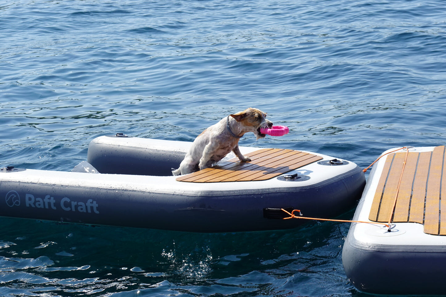 A terrier climbing out of the sea onto the RCD102 dog ramp