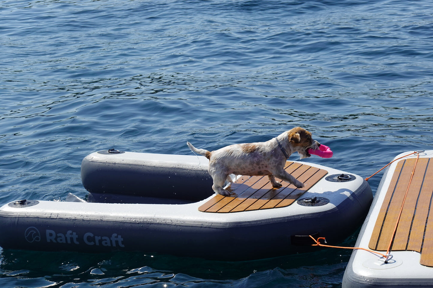 RCD102 dog ramp in use, dog standing on the tread panel