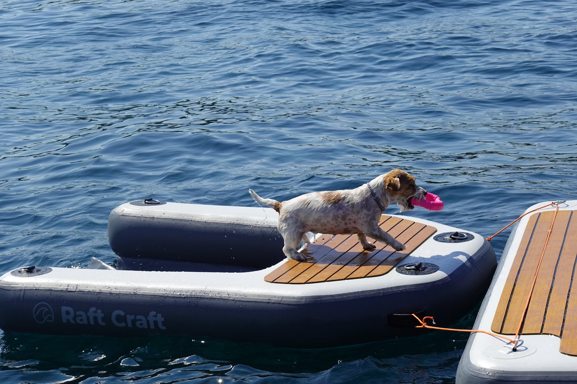 RCD102 dog ramp in use, dog standing on the tread panel